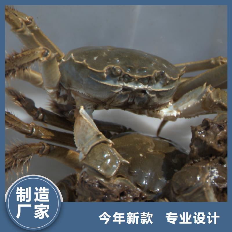蟹阳澄湖大闸蟹中秋送礼厂家直营