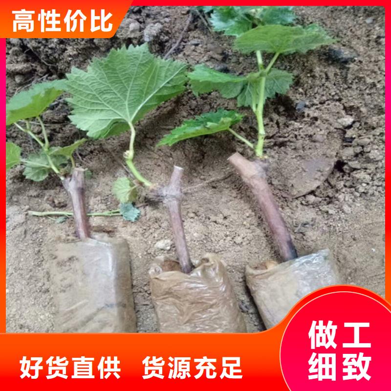 嫁接葡萄苗栽植密度
