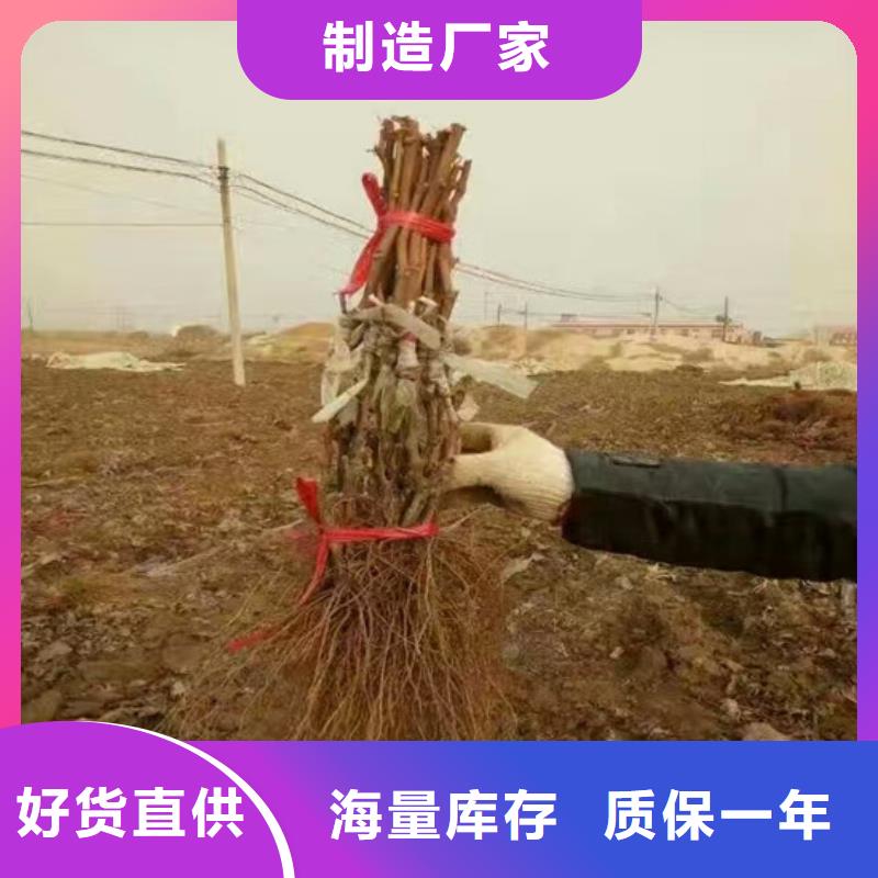 卧龙无核白鸡心葡萄苗品种选择