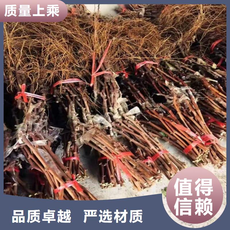 嫁接葡萄苗栽植密度