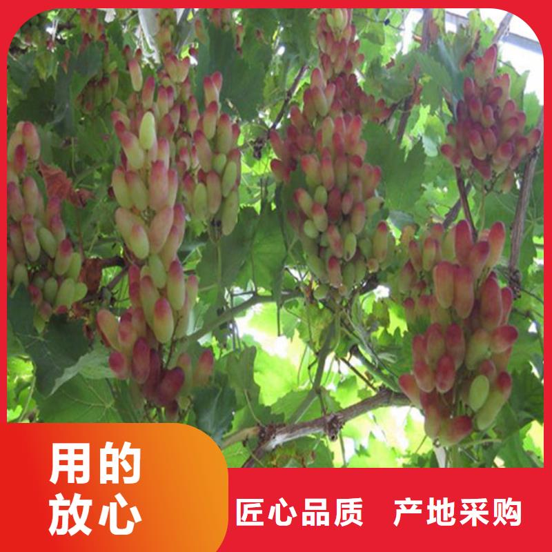 嫁接葡萄苗栽植密度