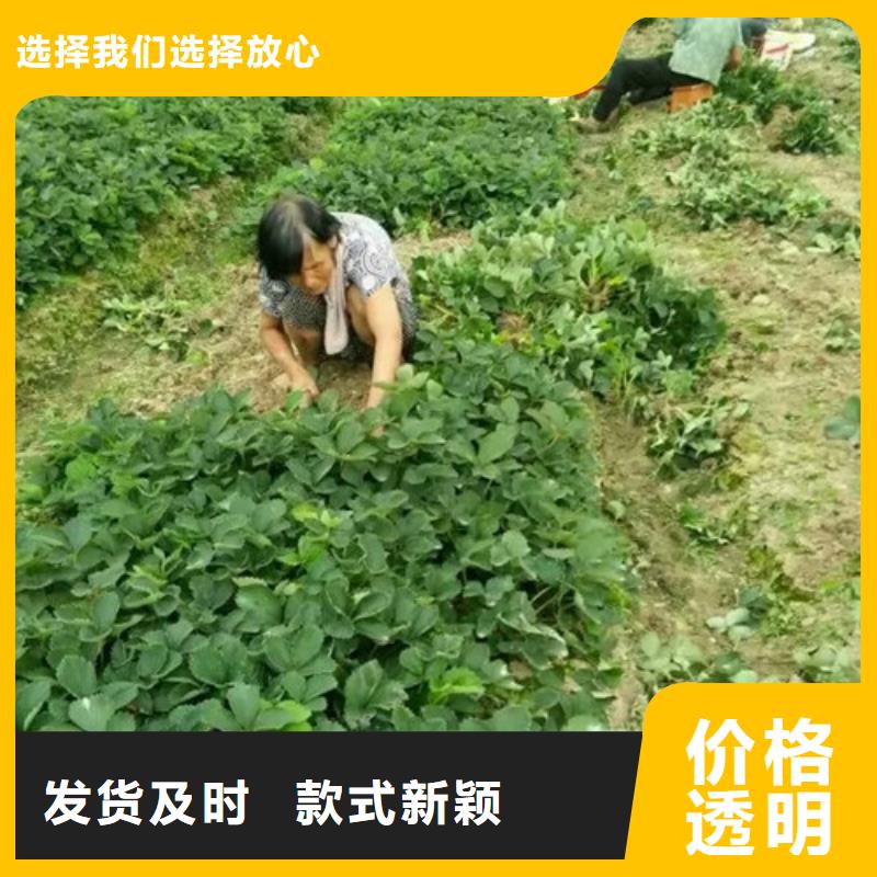 澄迈县哪里供应甜查理草莓苗，甜查理草莓苗培育基地