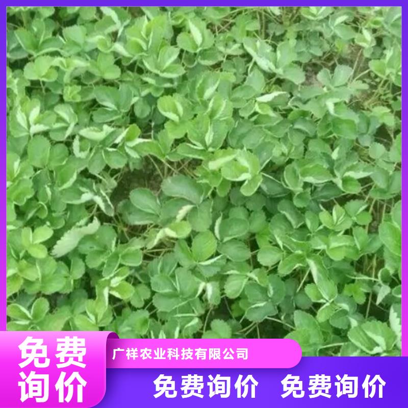 草莓苗【珍珠枣油桃树苗】优选厂家