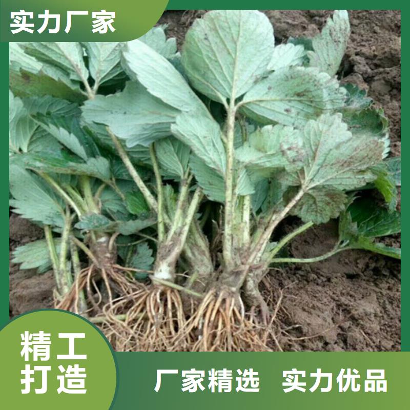 草莓苗草莓实力商家供货稳定