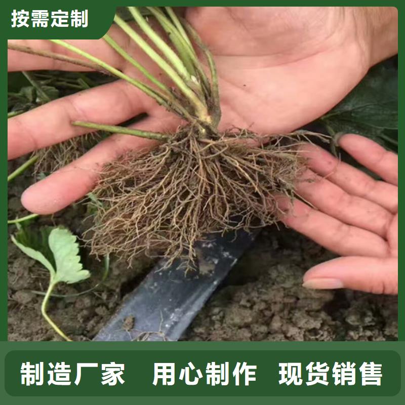 【草莓苗梨树苗好产品价格低】