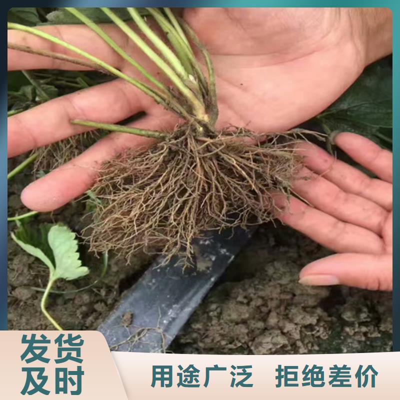 哪里供应妙香草莓苗，妙香草莓苗哪里有种植的