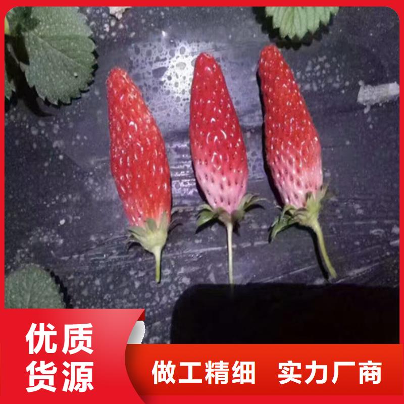 五河圣诞红草莓苗供应商