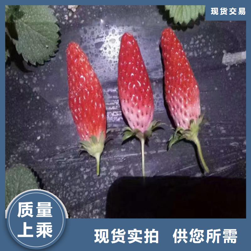 香蕉草莓苗