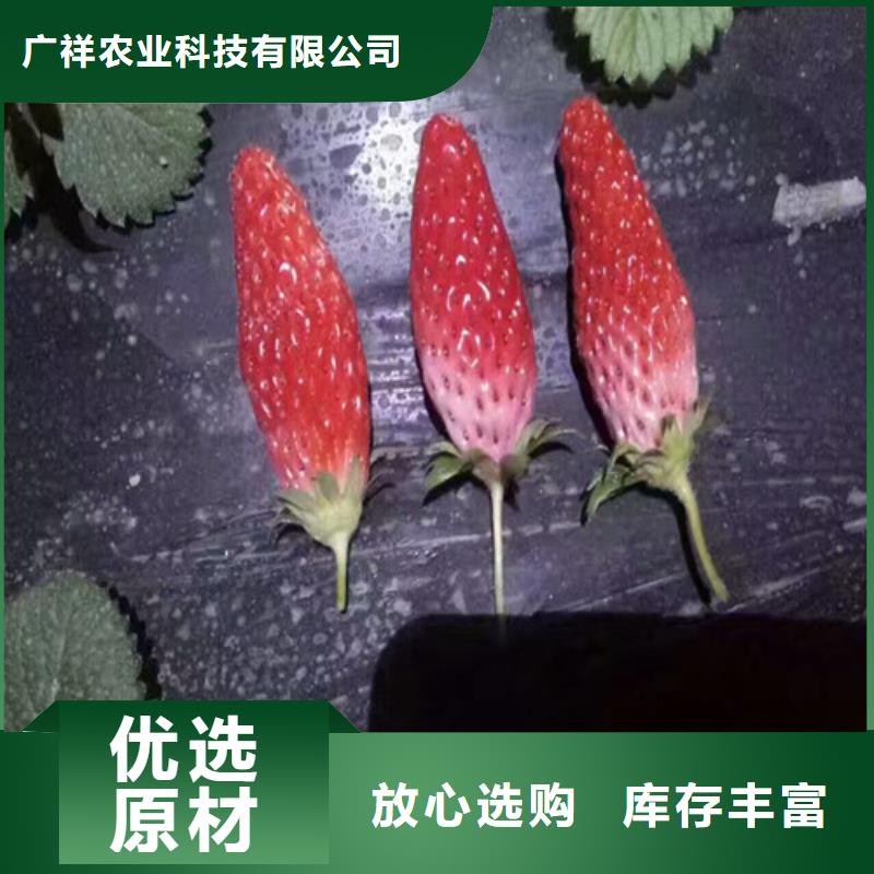 脱毒草莓苗耐储存品种