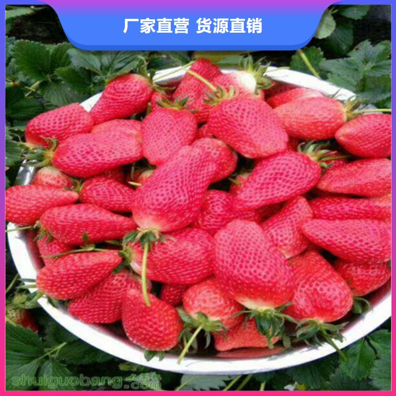 草莓苗_蜂糖李子树苗源头厂家来图定制