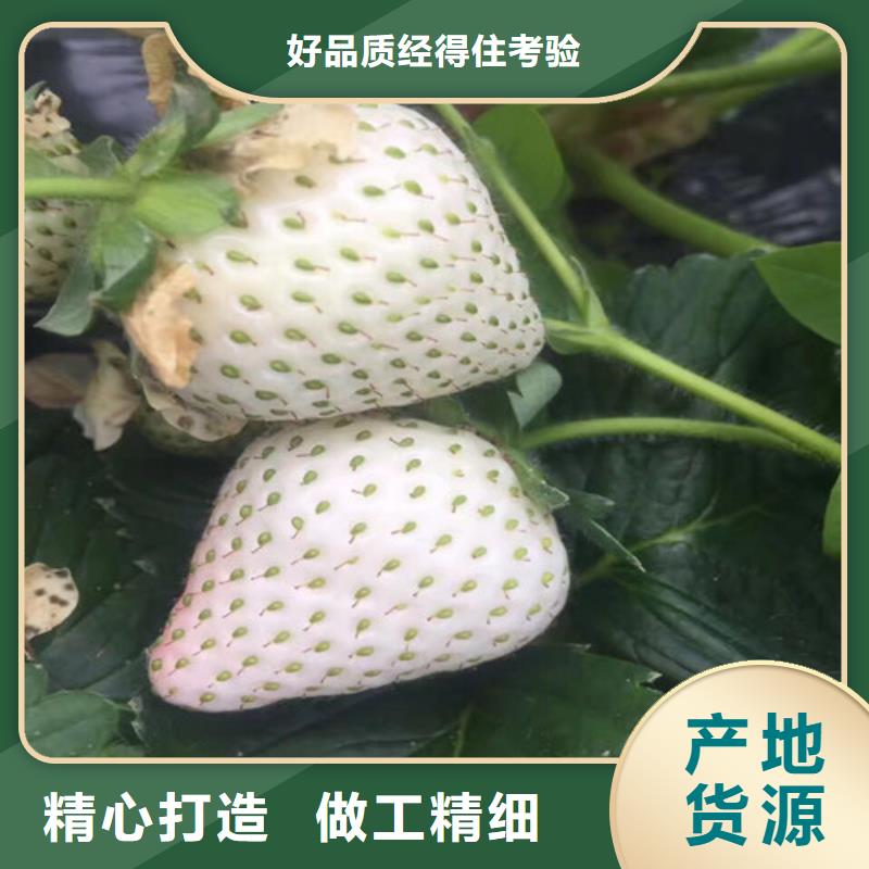 澄迈县哪里供应甜查理草莓苗，甜查理草莓苗培育基地