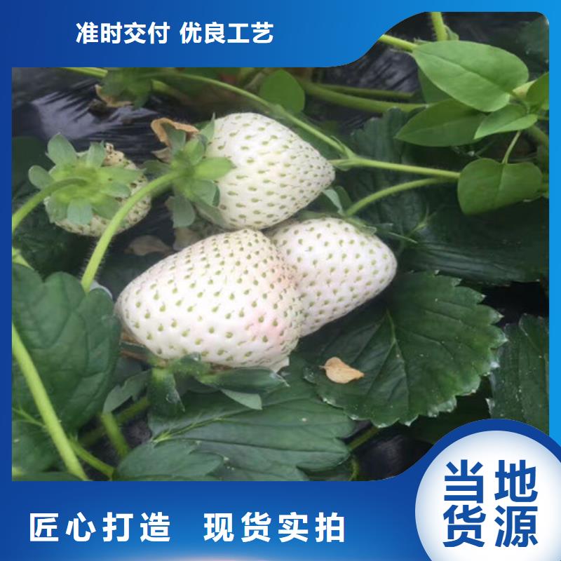 草莓苗_大棚草莓苗工厂直营