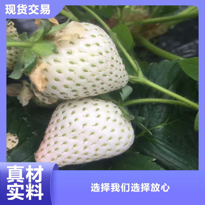 供应白果草莓苗，白果草莓苗哪里有种植的