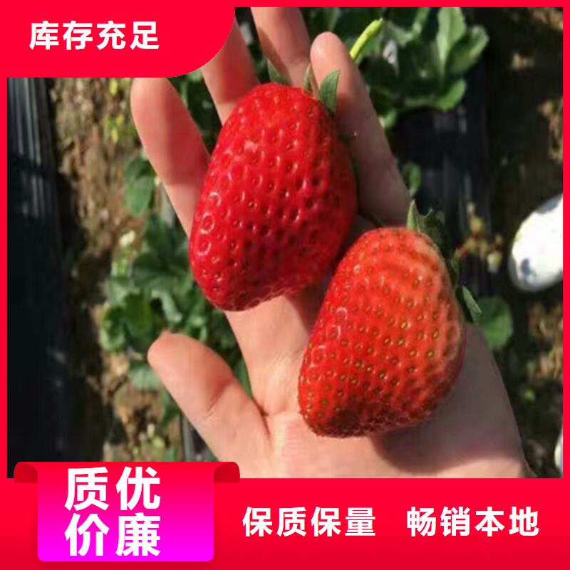 金水二代草莓苗耐储存品种