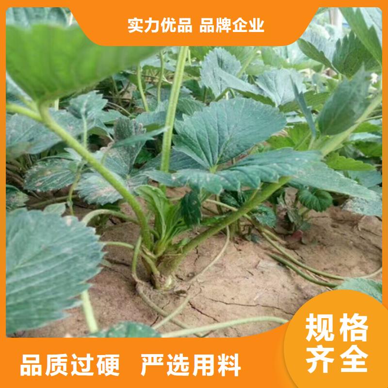 草莓苗-黑珍珠草莓苗销售的是诚信