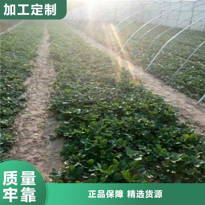 澄迈县哪里供应甜查理草莓苗，甜查理草莓苗培育基地