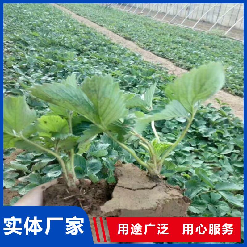 哪里供应妙香草莓苗，妙香草莓苗哪里有种植的