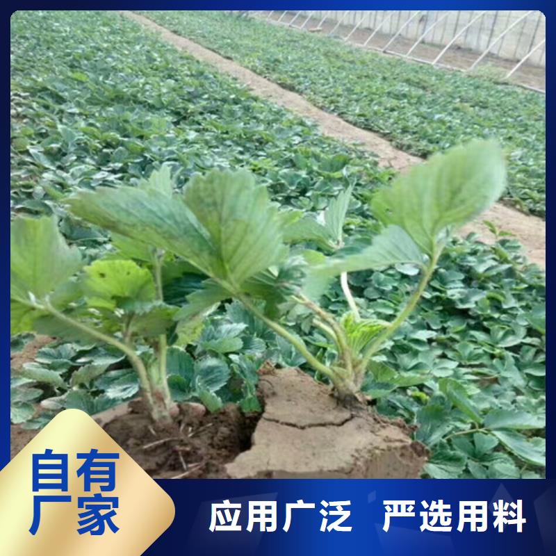 白雪公主草莓苗企业-价格合理