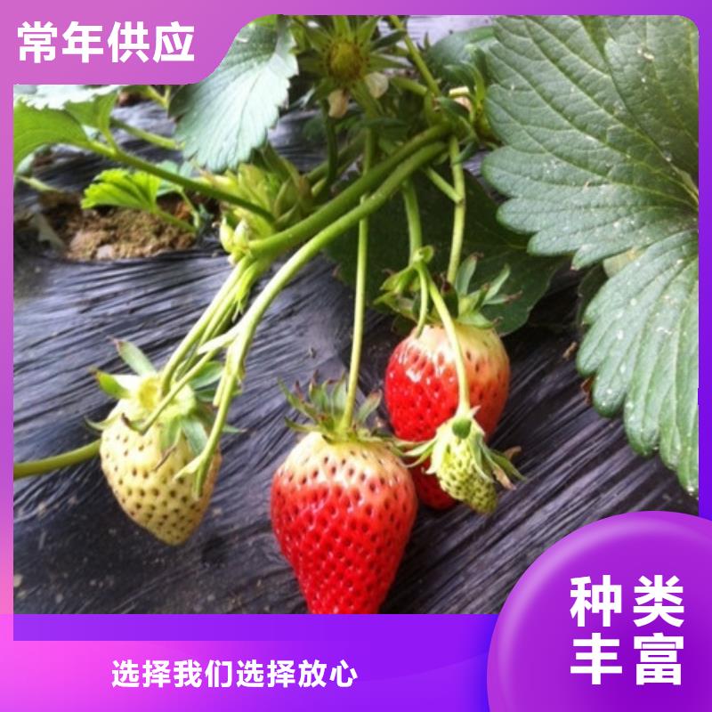 兴化哪里有甜查理草莓苗，甜查理草莓苗基地批发