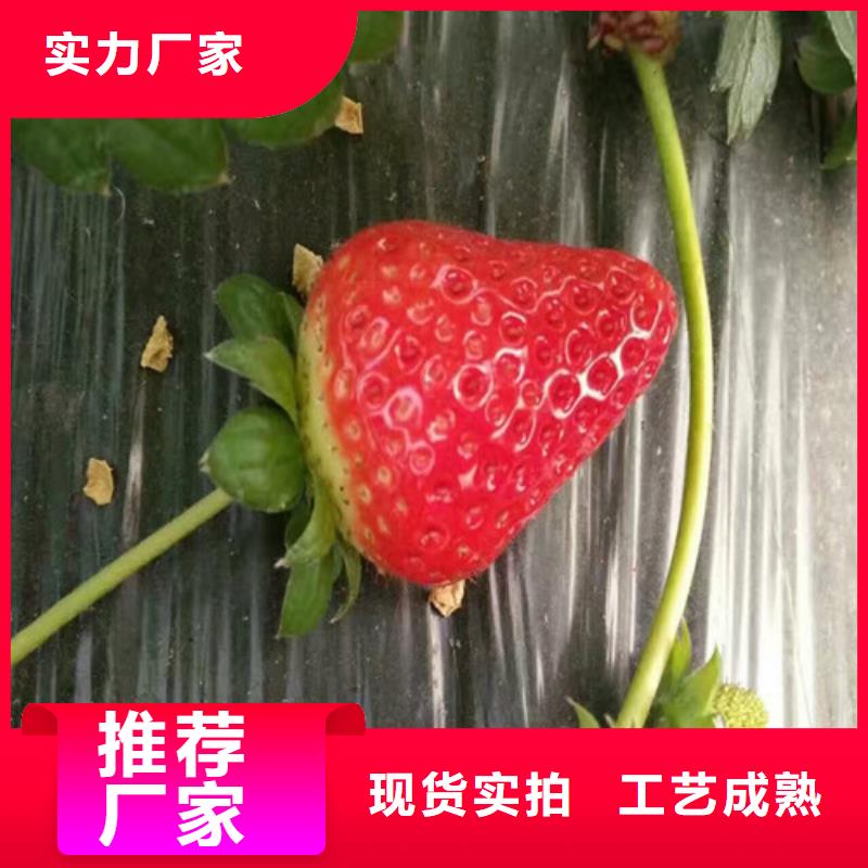 实力雄厚品质保障广祥大棚草莓苗栽植密度