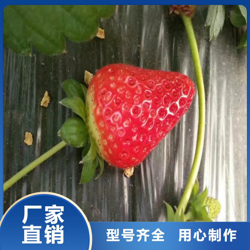 草莓苗_阳光玫瑰葡萄树苗质优价保