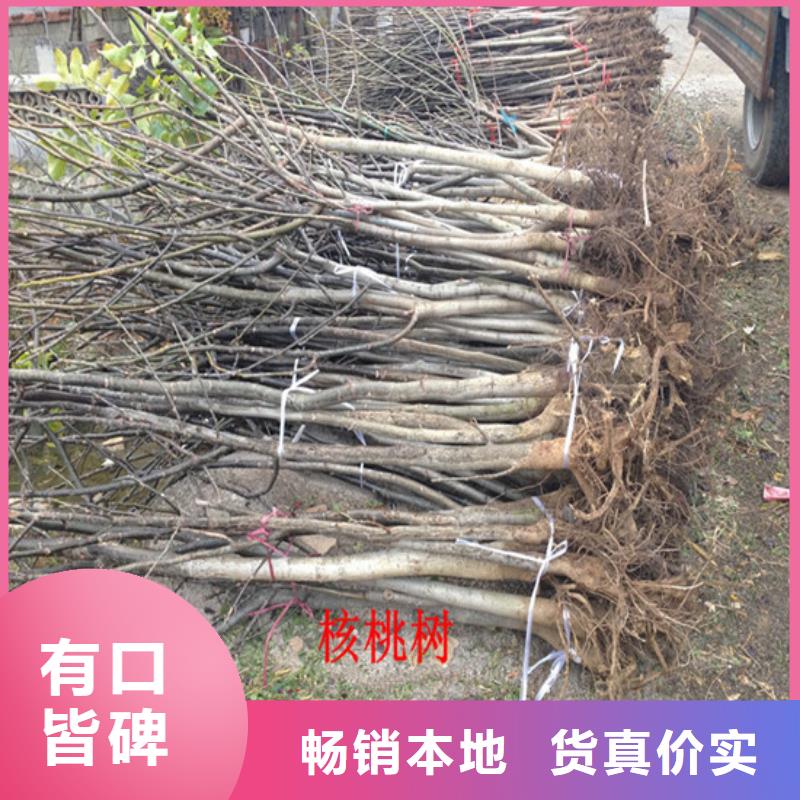 核桃苗,大棚草莓苗高标准高品质