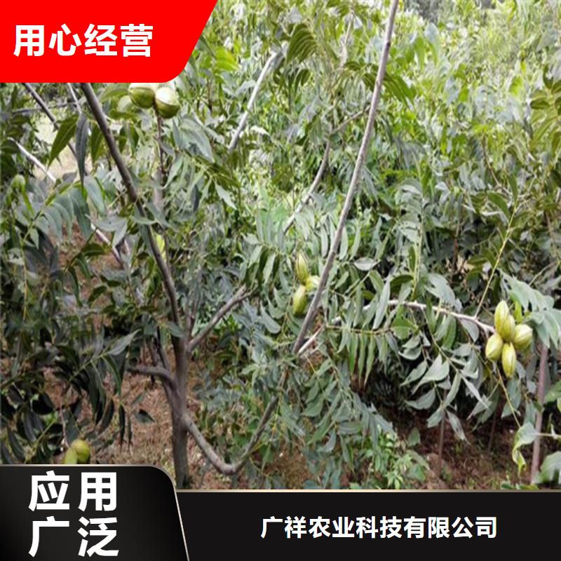 山核桃树苗种植品种选择