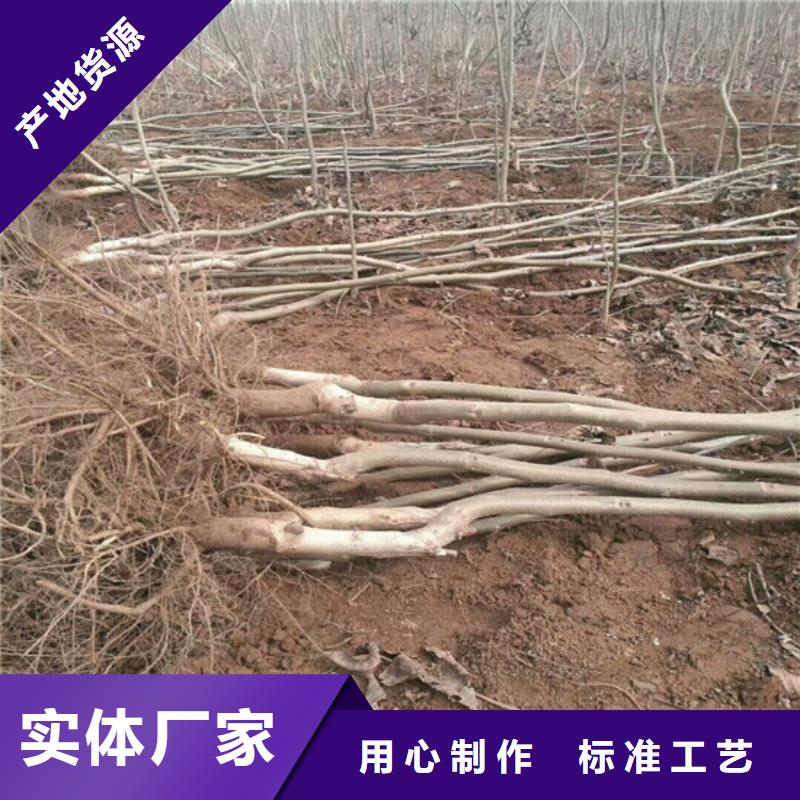 核桃苗梨树苗基地质量牢靠
