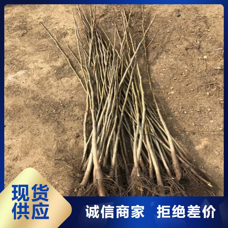 核桃苗梨树苗基地质量牢靠