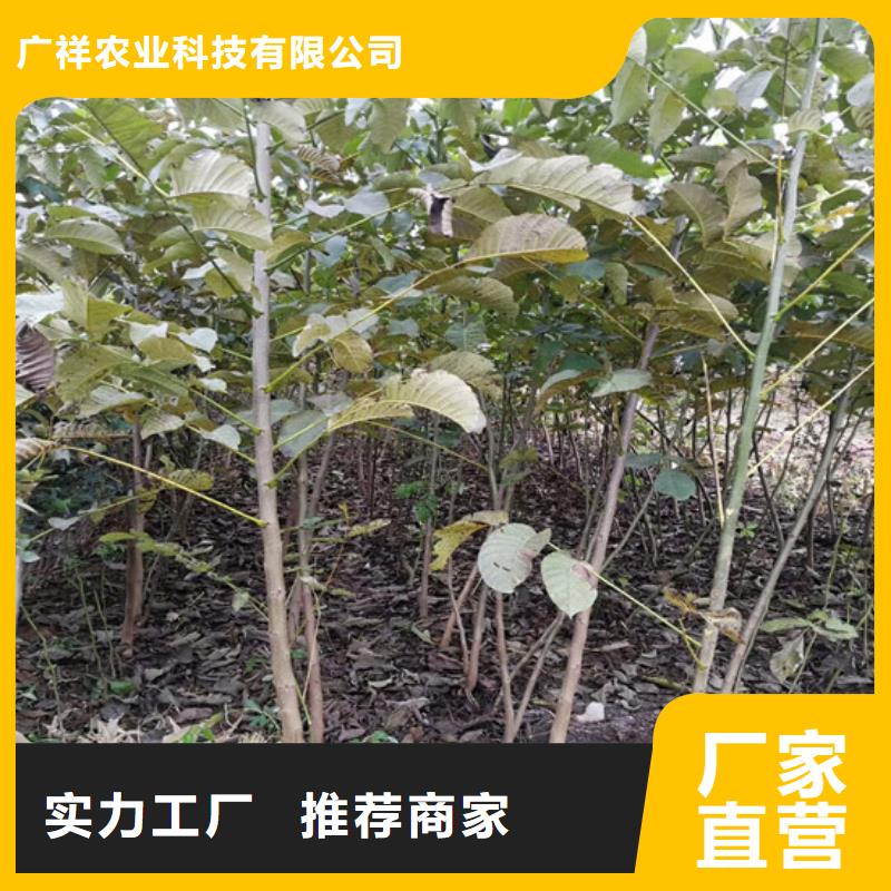 【核桃苗】大棚草莓苗精品选购