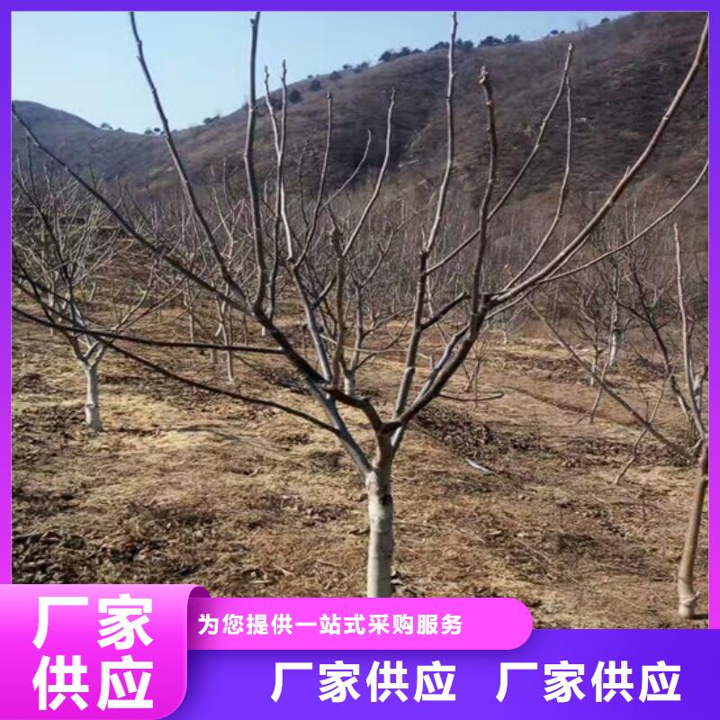 核桃苗梨树苗基地质量牢靠