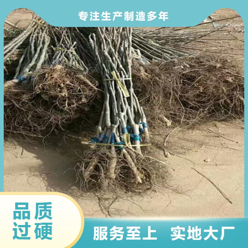 【核桃苗】大棚草莓苗精品选购