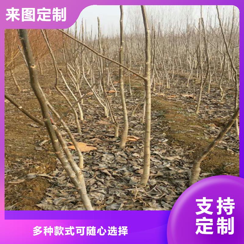 核桃苗梨树苗基地质量牢靠