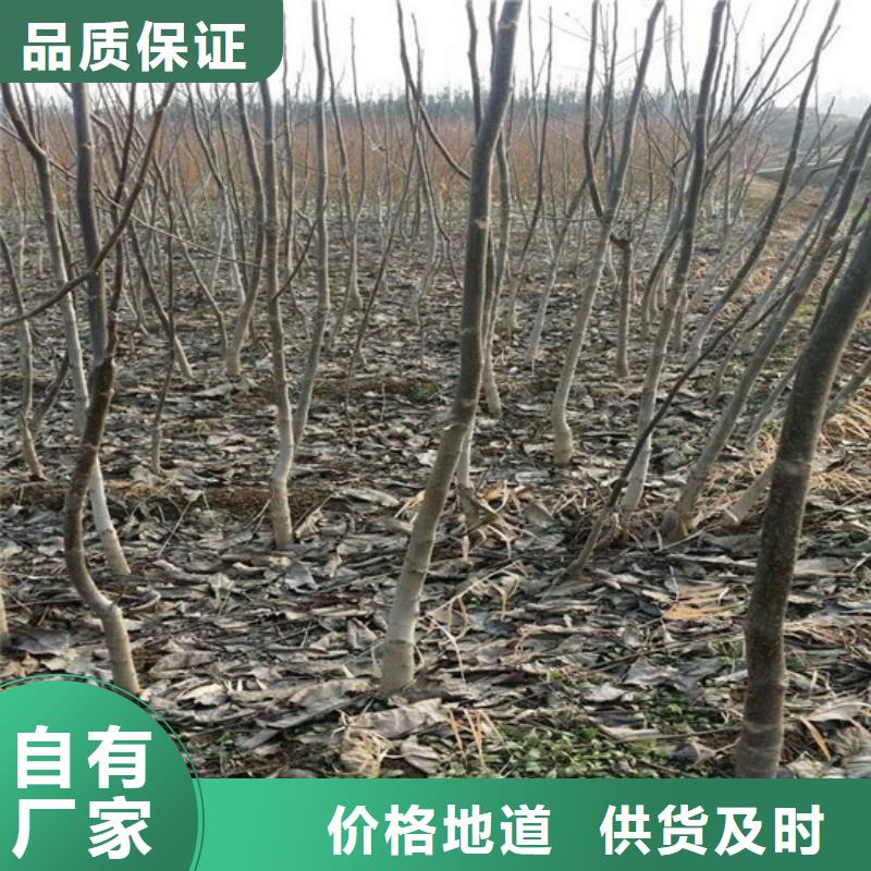 核桃苗_【果树苗批发基地】免费寄样