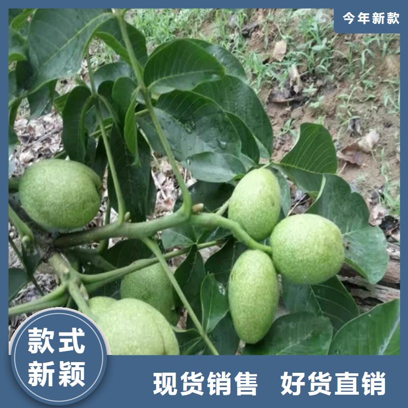 【核桃苗】苹果苗厂家质量过硬