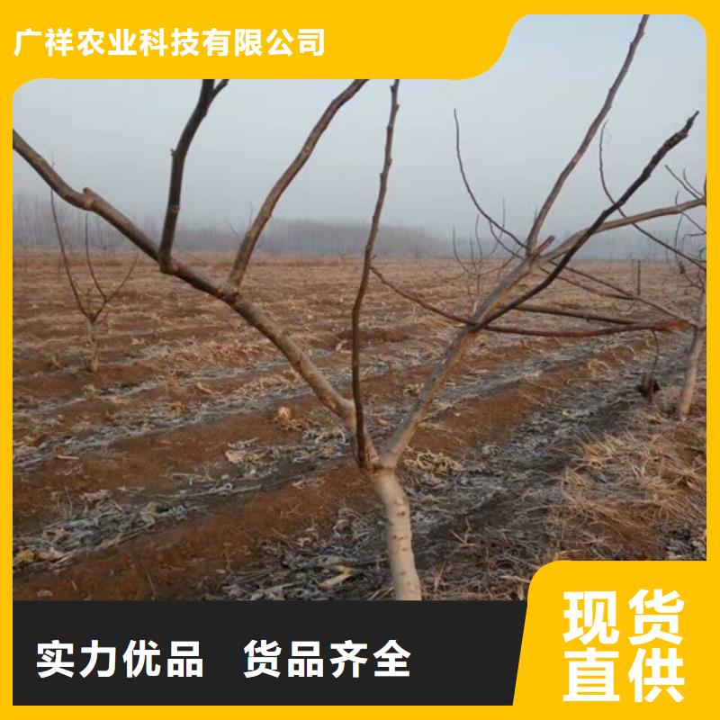 【核桃苗】苹果苗厂家质量过硬