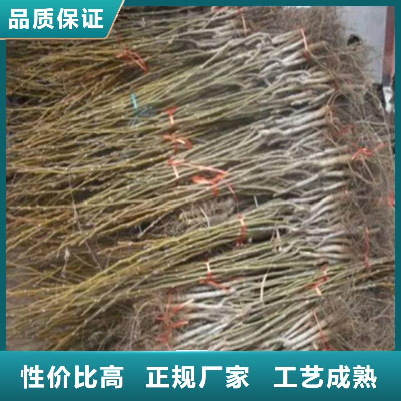 【核桃苗】大棚草莓苗精品选购