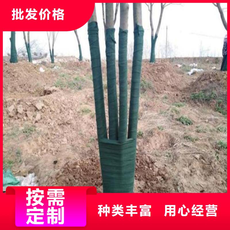 缠树毡苗圃绿色裹树布