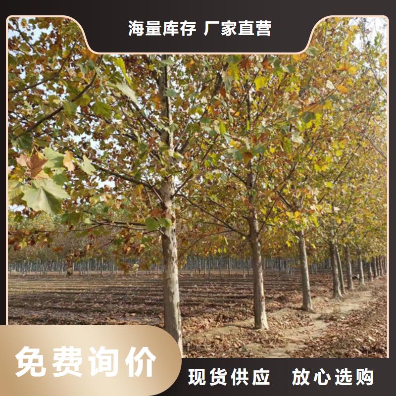 法桐五角枫不断创新