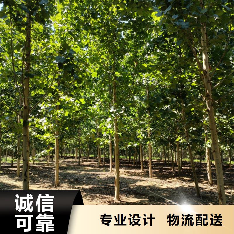 12公分法桐价格基地法桐