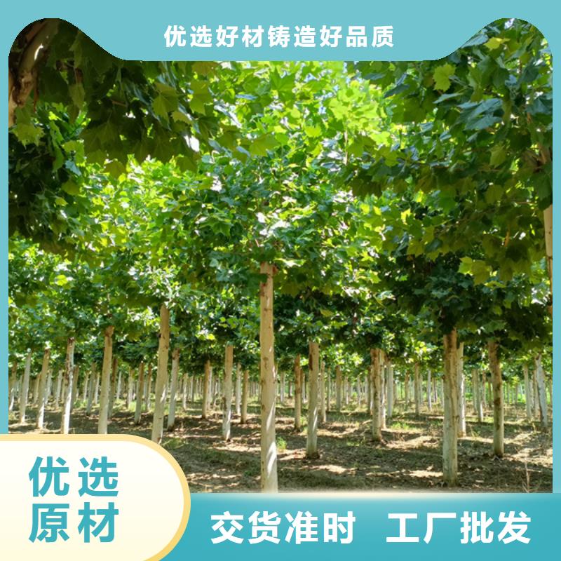 12公分法桐种植基地法桐