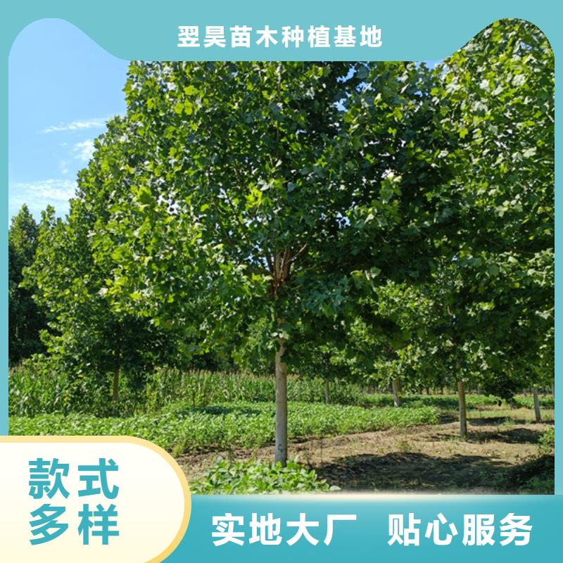 速生法桐种植基地法桐