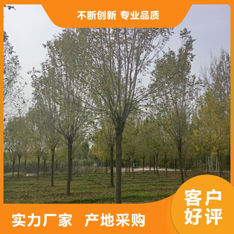 生产法桐基地的公司