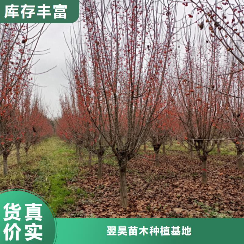 法桐小苗实体厂家