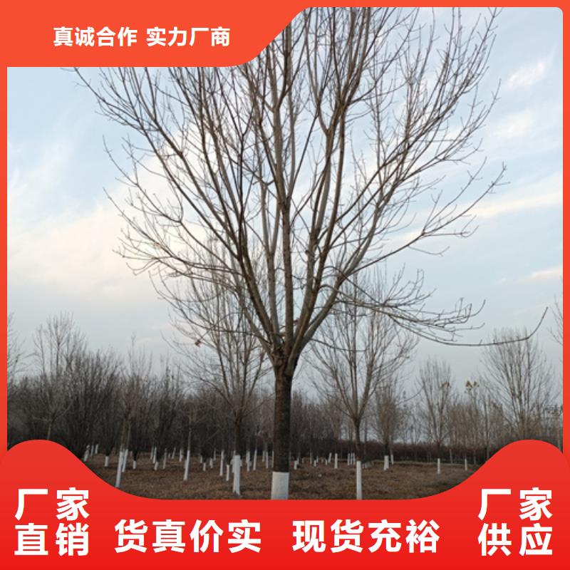 法桐小苗实体厂家