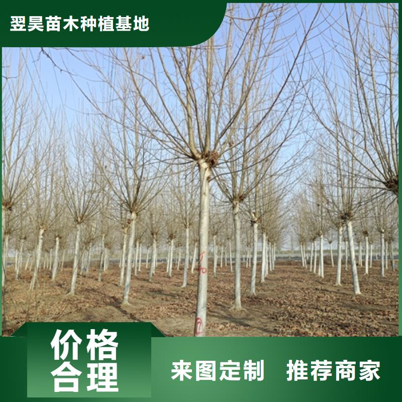 造型法桐厂家直销-全国发货