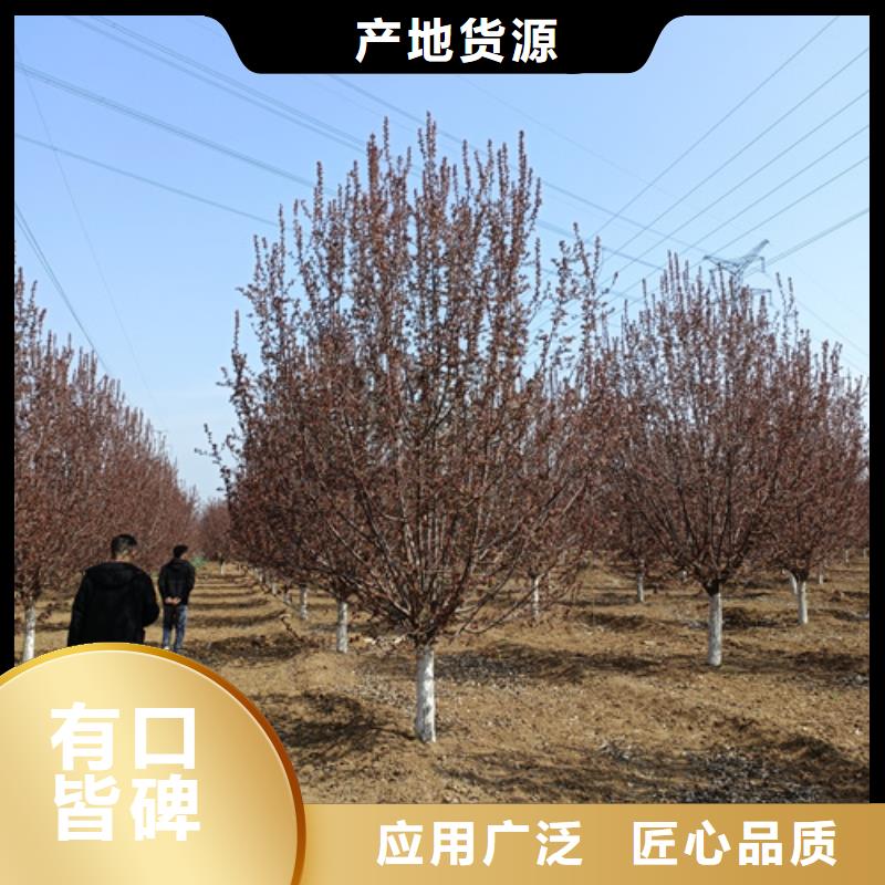 法桐金叶槐厂家新品