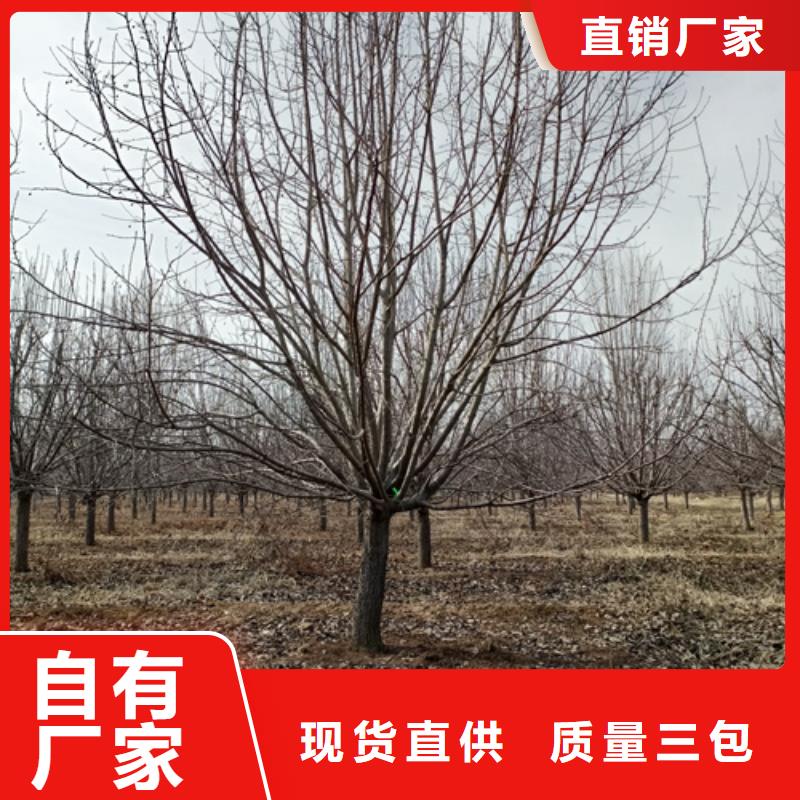 法桐垂丝海棠可放心采购