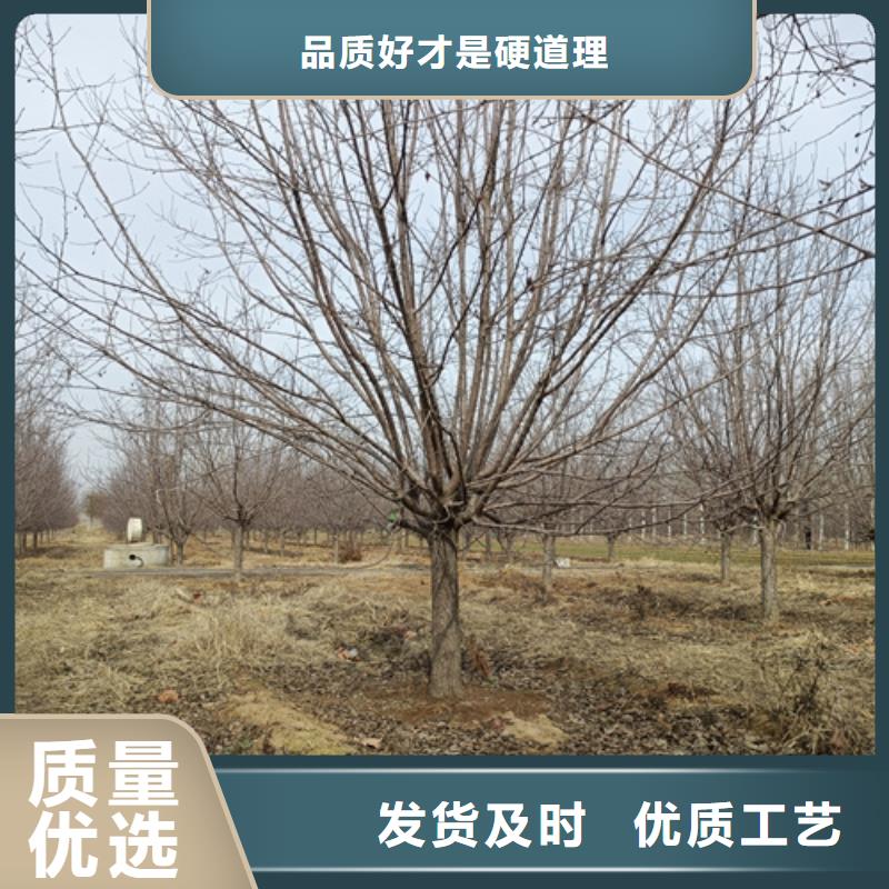 造型法桐实力大厂家