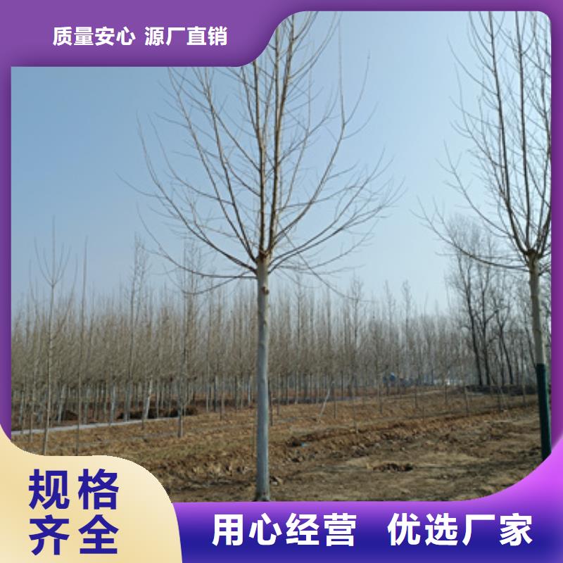法桐行情欢迎来电绿化乔木
